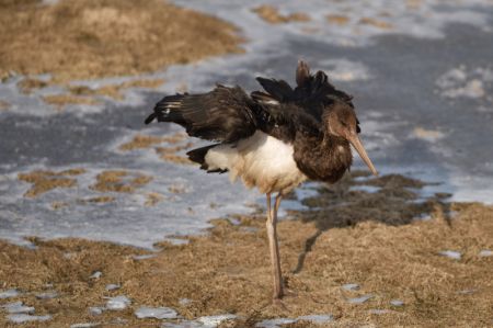 (miniature) Une cigogne noire est aperçue dans le parc des zones humides de la rivière de Beichuan à Xining