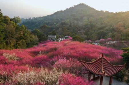 (miniature) Des fleurs de prunier dans la zone touristique Meili du mont Gushan