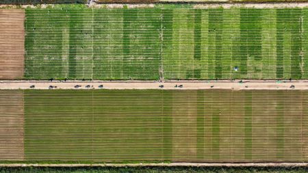 (miniature) Photo aérienne de champs dans la région autonome Hui du Ningxia