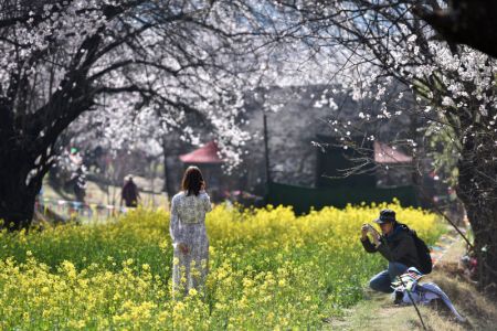 (miniature) Des touristes prennent des photos sous des pêchers en fleurs dans le village de Gala