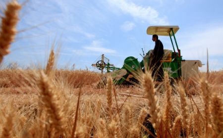 (miniature) Un agriculteur conduit une moissonneuse dans un champ de blé du village de Dongjiazhuang