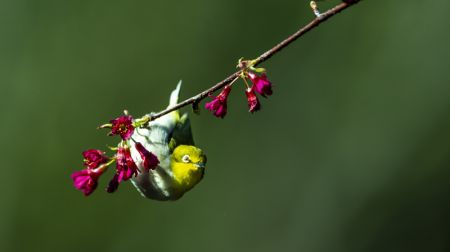 (miniature) Un oiseau posé sur la branche d'un cerisier en fleurs à Fuzhou