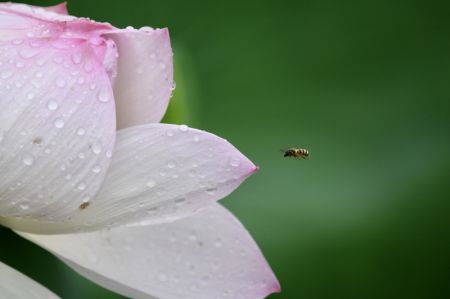 (miniature) Des fleurs de lotus dans le parc Jinshan