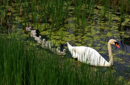 (miniature) Un cygne muet et ses bébés dans un parc