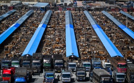 (miniature) Photo d'un march&eacute; de b&eacute;tail dans la banni&egrave;re centrale gauche de Horqin