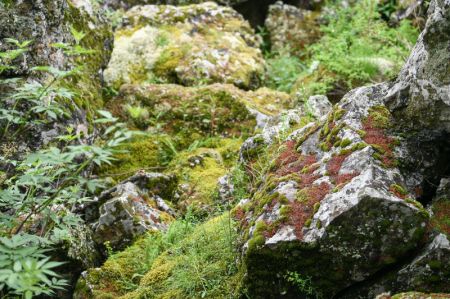 (miniature) Photo aérienne du paysage du parc national forestier d'Arxan