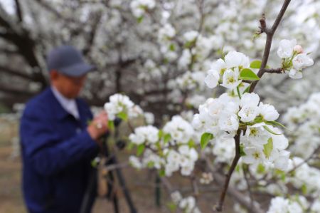 (miniature) Un visiteur prend des photos de fleurs de poiriers dans le Jardin d'expo de Shenyang