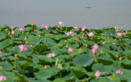 (miniature) Photo prise le 3 juillet de fleurs de lotus dans le parc national des zones humides de Baiyunhu