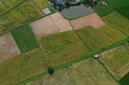 (miniature) Photo a&eacute;rienne d'un agriculteur r&eacute;coltant du riz avec une moissonneuse dans le village de Taijiu du bourg de Taiyuan