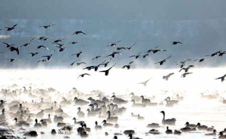 (miniature) Des oiseaux migrateurs sur la rivière Hunhe