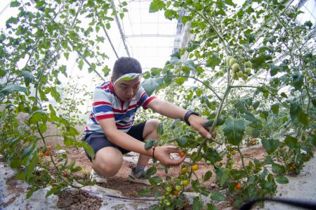 (miniature) Un visiteur récolte des tomates cerise dans une ferme intelligente dans l'arrondissement de Liangping à Chongqing