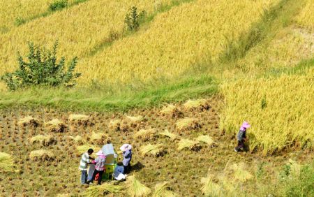 (miniature) Photo aérienne prise le 3 octobre 2021 montrant des villageois récoltant du riz paddy dans le district autonome Tujia et Miao de Youyang