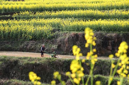 (miniature) Un villageois travaille dans les champs &agrave; Baini