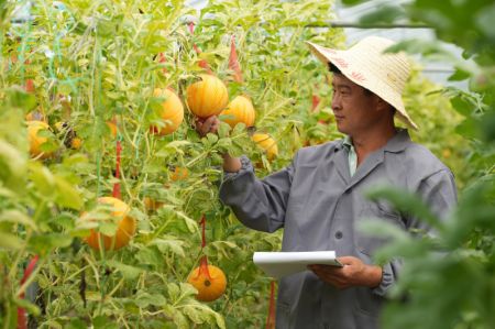 (miniature) Un technicien contrôle la croissance des melons dans une plantation dans l'arrondissement de Xinhua