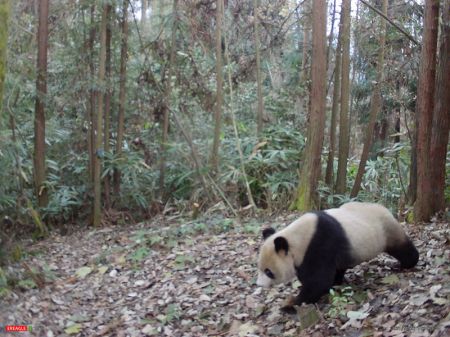 (miniature) Photo prise par une caméra infrarouge d'un panda géant du nom de Xiaohetao dans la nature