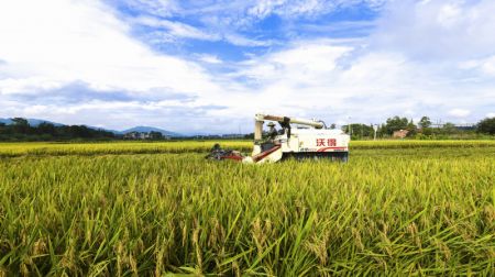 (miniature) Un villageois conduit une moissonneuse de riz dans un champ du bourg de Shengqiao de la ville de Changning