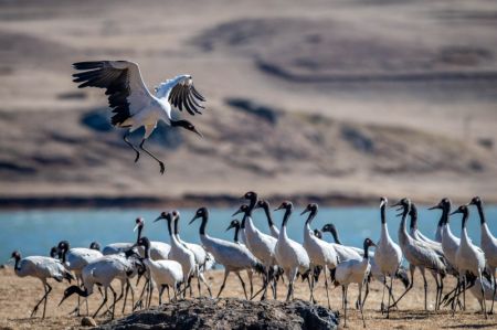 (miniature) Des grues à cou noir observées dans la réserve naturelle de grues à cou noir de Dashanbao