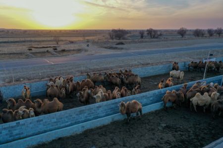 (miniature) Des chameaux dans le district de Fuhai d'Altay