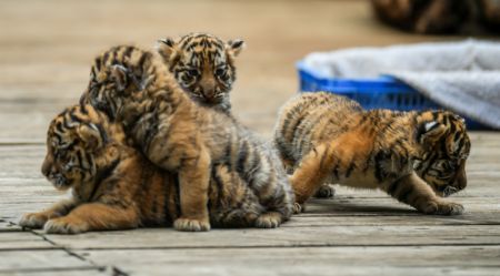 (miniature) Des bébés tigres de Sibérie dans le Parc d'animaux sauvages du Yunnan