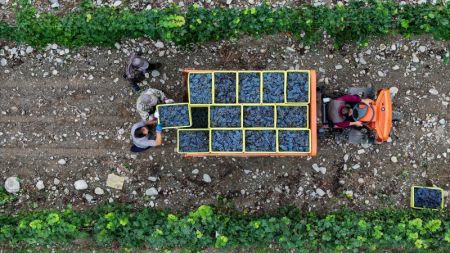 (miniature) Photo aérienne d'agriculteurs transportant des raisins récoltés dans un vignoble au pied oriental du mont Helan