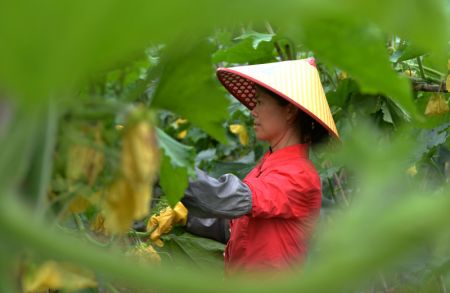 (miniature) Une agricultrice travaille dans une plantation de l&eacute;gumes &agrave; Mingxing