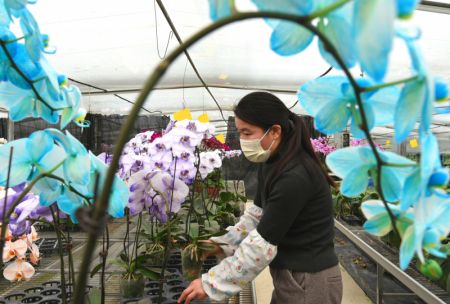 (miniature) Une horticultrice s'occupe d'orchid&eacute;es papillon dans une serre de la ville de Lianyungang