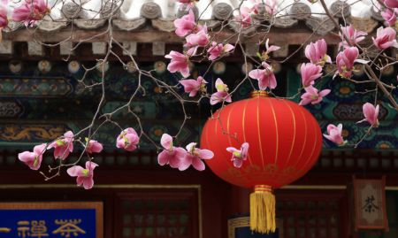 (miniature) Photo de fleurs de magnolia au temple Tanzhe