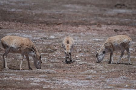 (miniature) Des antilopes tibétaines à Hoh Xil