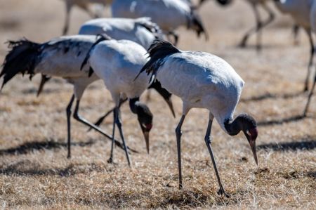 (miniature) Des grues à cou noir observées dans la réserve naturelle de grues à cou noir de Dashanbao