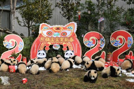 (miniature) Des bébés pandas géants lors d'un événement d'apparition de groupe dans la base de Shenshuping du Centre de protection et de recherche des pandas géants de Chine à Wolong