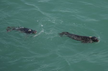 (miniature) Des phoques tachetés sont relâchés en mer à Dalian