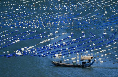 (miniature) Photo prise le 10 novembre 2020 d'un bateau de pêche naviguant dans une installation d'aquaculture dans le district de Lianjiang