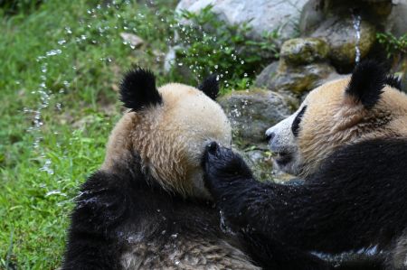 (miniature) Deux pandas géants s'amusent dans la base de Dujiangyan du Centre de conservation et de recherche des pandas géants