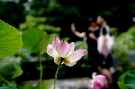 (miniature) Des visiteurs prennent des photos au milieu des lotus au Jardin botanique de Shanghai