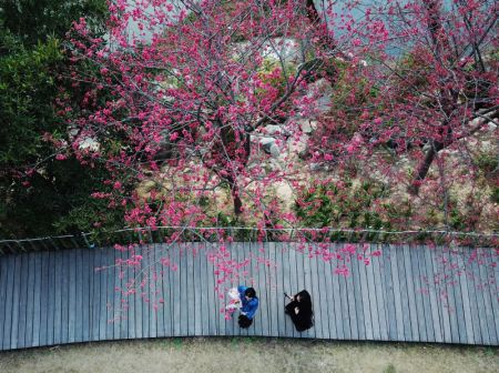 (miniature) Des fleurs de cerisier dans le parc forestier national de Fuzhou