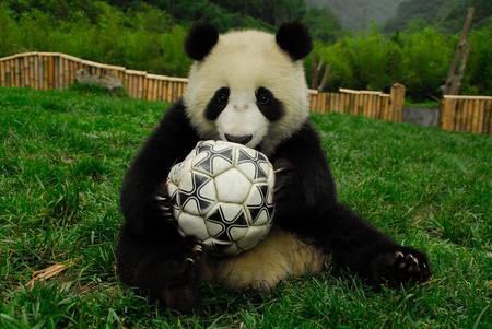 (miniature) Coupe du Monde 2014 : un bébé panda pour remplacer Paul le poulpe