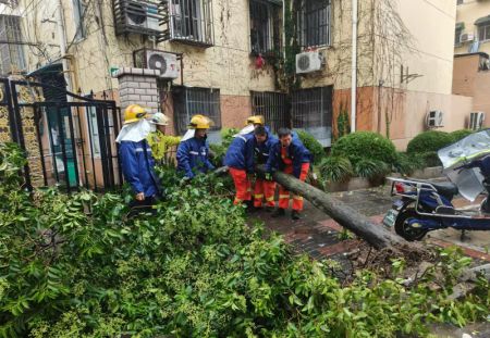 (miniature) Des pompiers enlèvent un arbre tombé dans une rue de Shanghai