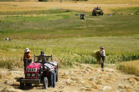 (miniature) Des agriculteurs récoltent des orges tibétaines dans le district de Banbar