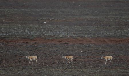 (miniature) Des antilopes tibétaines près du lac Zonag à Hoh Xil