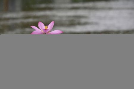 (miniature) Des fleurs de lotus dans le parc Jinshan