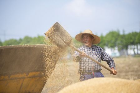 (miniature) R&eacute;colte du bl&eacute; dans le village de Changyun
