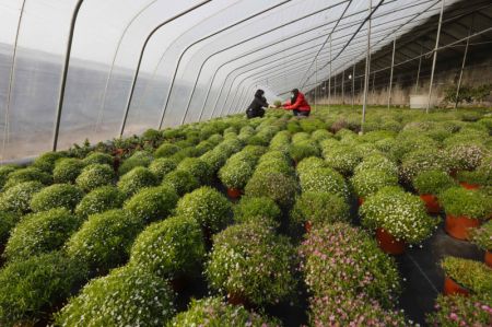 (miniature) Des horticulteurs pr&eacute;parent des fleurs pour la vente dans une serre de la ville de Lianyungang