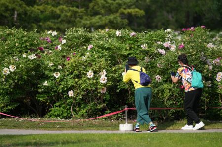 (miniature) Deux touristes prennent des photos de pivoines dans la zone touristique de Sun Island à Harbin