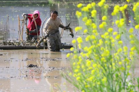 (miniature) Des agriculteurs plantent des racines de lotus dans l'arrondissement de Qilin à Qujing