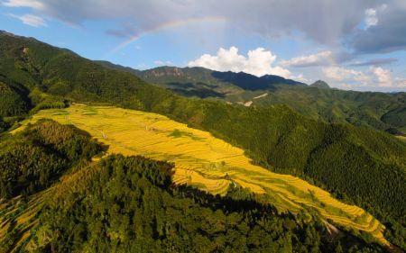 (miniature) Paysage de rizières dans le district autonome Zhuang et Yao de Lianshan