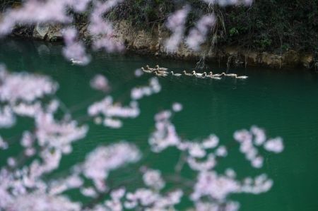 (miniature) Des canards sur une rivière à Datang