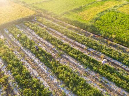 (miniature) Photo a&eacute;rienne d'agriculteurs dans une base de l&eacute;gumes du bourg de Qingtang