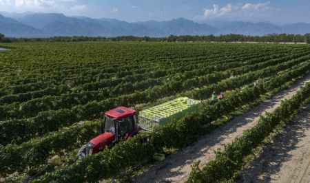 (miniature) Photo prise par un drone de travailleurs récoltant des raisins blancs dans un vignoble au pied oriental du mont Helan