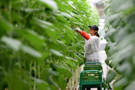 (miniature) Une employ&eacute;e cueille des concombres dans un parc industriel dans le district de Nanhe