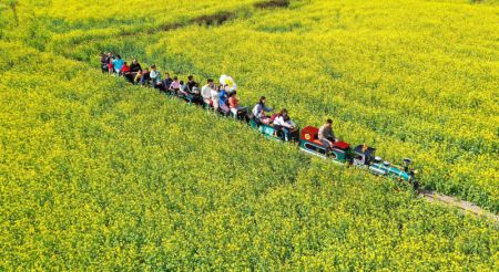 (miniature) Photo aérienne de touristes admirant des fleurs de colza à bord d'un petit train dans la ville de Xingyi de la préfecture autonome Buyi et Miao de Qianxinan